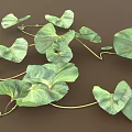 Lush Vining Plant With Heart Shaped Green Leaves And Vibrant Healthy Foliage