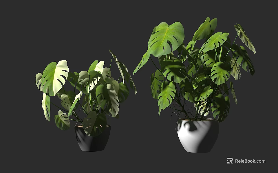 Potted Bonsai Plants with Monstera Leaves in Black and White Pots for Indoor Decoration 3d model 