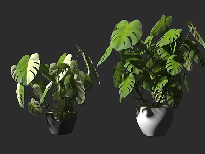 Potted Bonsai Plants with Monstera Leaves in Black and White Pots for Indoor Decoration 3d model