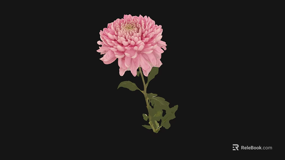 Pink Chrysanthemum Bloom With Green Leaves In Decorative Vase On Black Background 3d model 
