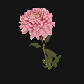 Pink Chrysanthemum Bloom With Green Leaves In Decorative Vase On Black Background