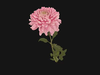 Pink Chrysanthemum Bloom With Green Leaves In Decorative Vase On Black Background 3d model