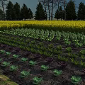 Garden Landscape With Various Vegetable Beds Green Purple Leaves Yellow Flower Field And Background Trees