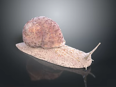 Pinkish Spotted Snail With Spiral Shell And Textured Body On Dark Reflective Surface 3d model