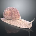 Pinkish Spotted Snail With Spiral Shell And Textured Body On Dark Reflective Surface