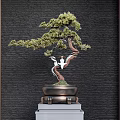 Elegant Bonsai Plant Curved Trunk Lush Leaves Bronze Pot On White Pedestal Dark Brick Wall