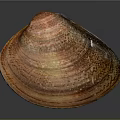 Colorful Clam Shell With Orange Red Spots And Natural Glossy Texture