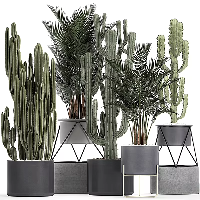 Modern Ornamental Plant Decor Set with Cacti Palm Leaves and Metal Stand Planters 3d model