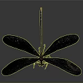 Close Up Black Dragonfly With Orange Tail And Black Wings On Gray Background