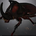 Rhinoceros Beetle With Large Horn Red Black Shiny Exoskeleton And Body Details On Dark Background