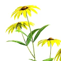 Blooming Yellow Flowers With Lush Green Leaves In Potted Plant Decoration