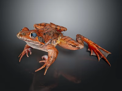 Brown Spotted Frog with Large Blue Eyes and Webbed Feet on Black Reflective Surface 3d model