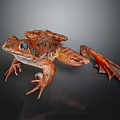 Brown Spotted Frog with Large Blue Eyes and Webbed Feet on Black Reflective Surface
