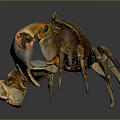 Brown And Yellow Crab With Large Claws And Detailed Body On Smooth Reflective Surface