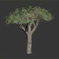 Tropical Dragon Tree With Green Clustered Leaves And Thick Brown Trunk