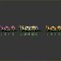 Colorful Decorative Plants With Pink Purple Yellow White Flowers And Green Leaves