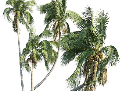 Tropical Fruit Bearing Palm Trees With Lush Green Fronds And Tall Trunks 3d model