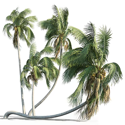Tropical Fruit Bearing Palm Trees With Lush Green Fronds And Tall Trunks 3d model
