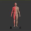 3D Human Body Model Displaying Muscular Organs And Hairless Skin Structure