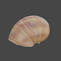 Brown Spiral Snail Shell With Natural Texture On Gray Background 3d model