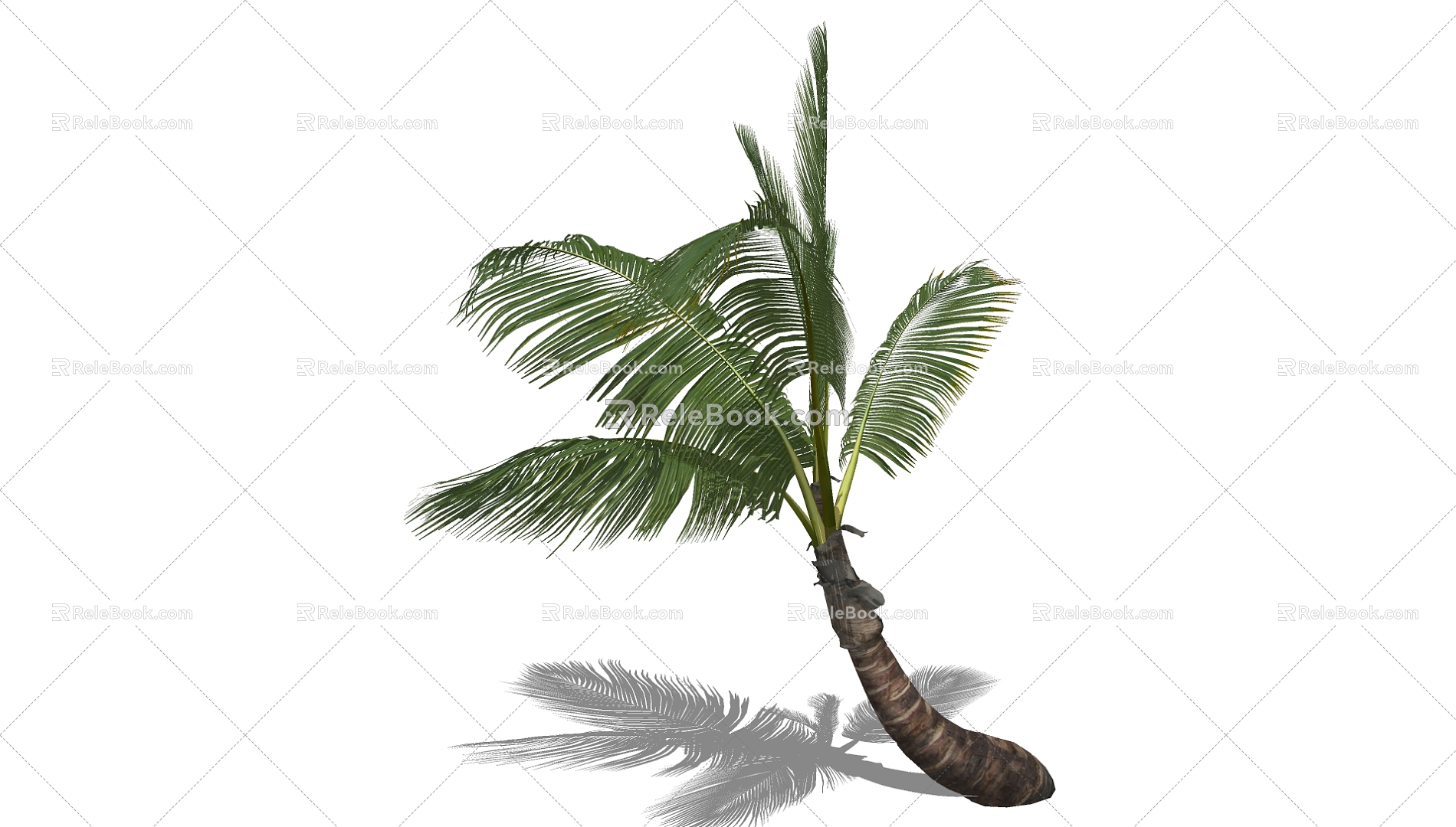 Coconut Tree 3d model