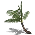 Coconut Tree 3d model