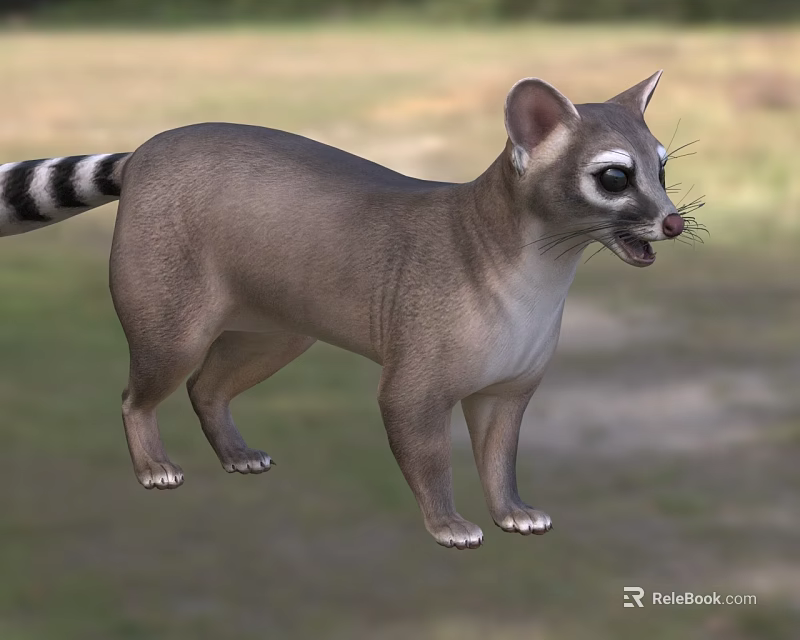 Gray Scaled Reptile With Black White Striped Tail Standing On Grassy Background 3d model 