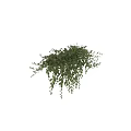 Lush Green Hanging Basket Plant With Trailing Leaves And Vibrant Healthy Foliage