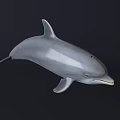 Gray Dolphin Detailed Model Floating Against Dark Background With Realistic Features And Smooth Texture 3d model