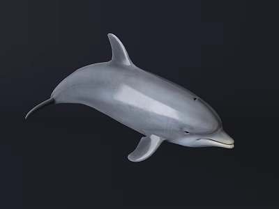 Modern Dolphins 3d model Modern Dolphins 3d model