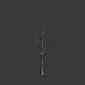 Bare Arbor With Leafless Branches Against Gray Background In Isolated Scene 3d model