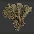 Branching Coral Structure Formed By Aquatic Animals With Brown Textured Appearance