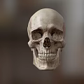 High Quality Medical Device Human Skull Model for Anatomical Education and Research
