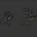 Leafless Trees With Trunks And Branches On White Background With Reflections