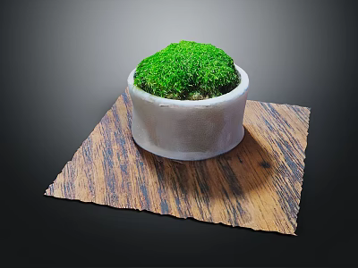 Green Moss Plant in Gray Cement Pot on Wooden Textured Mat 3d model