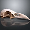 Bird Skull Anatomical Structure With Long Beak Smooth Surface And Dark Background Reflection 3d model