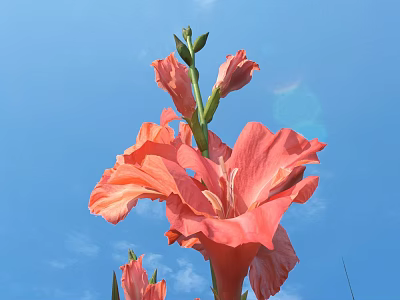 Pink Gladiolus Blooming Flowers And Buds Against Clear Blue Sky Background 3d model