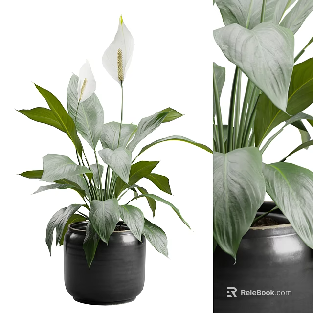 Indoor Garden Plants With Large Green Leaves And White Flowers In Black Pots 3d model 