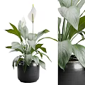 Indoor Garden Plants With Large Green Leaves And White Flowers In Black Pots