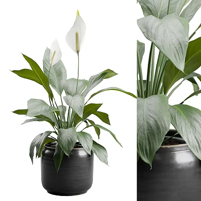 Indoor Garden Plants With Large Green Leaves And White Flowers In Black Pots 3d model