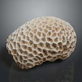 Coral Polyps Create Intricate Honeycomb Patterned Calcium Carbonate Marine Structures 3d model