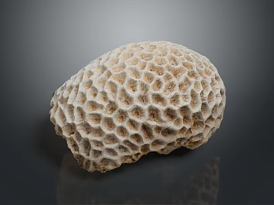 Coral Polyps Create Intricate Honeycomb Patterned Calcium Carbonate Marine Structures 3d model