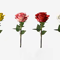 Different Colored Roses in Yellow Pink Red White With Green Leaves And Stems