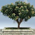 Vibrant Arbor With Green Foliage Pink Blooms And Brown Trunk In Square Stone Planter