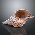 Aquatic Animal Conch Shell With Spiral Shape And Brown White Patterns On Dark Background 3d model