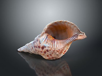 conch bone snail field snail shellfish marine animal fish freshwater fish marine fish animal 3d model