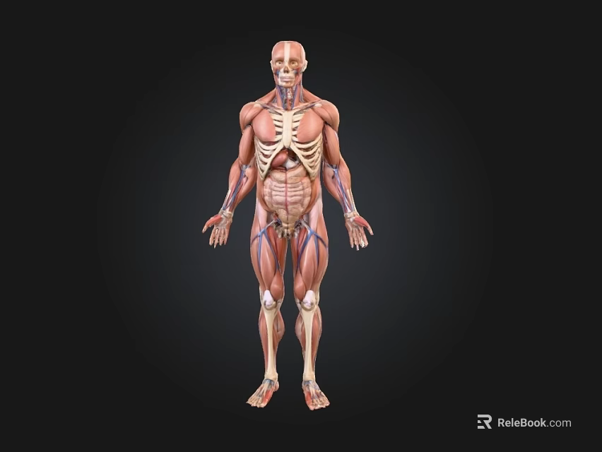 Human Organ System Anatomical Illustration Showing Muscle Skeleton And Vascular Structures 3d model 