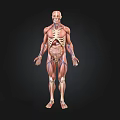 Human Organ System Anatomical Illustration Showing Muscle Skeleton And Vascular Structures