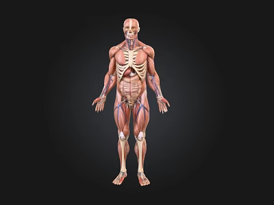 Human Organ System Anatomical Illustration Showing Muscle Skeleton And Vascular Structures 3d model