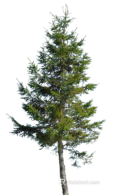 Tall Evergreen Coniferous Tree With Lush Green Branches And Foliage 3d model 